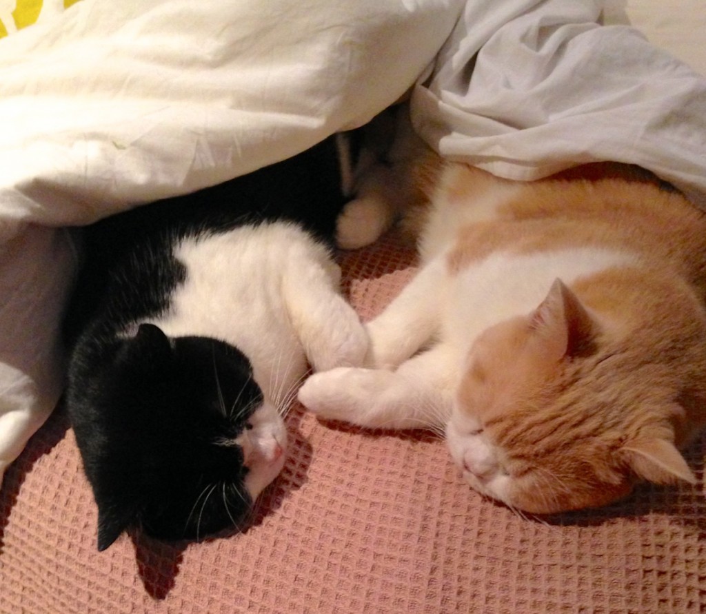 two cats, one a black bicolour and one a cream bicolour, sleep half under a comfy doona