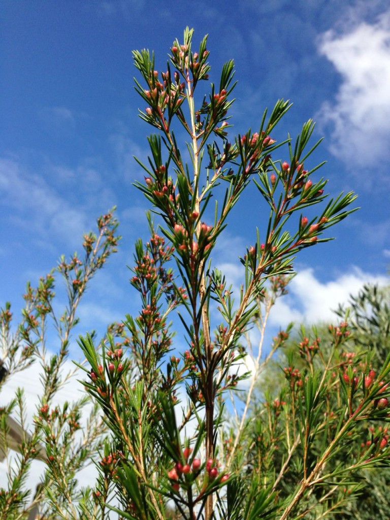beautiful pink boronia buds against a blue sky