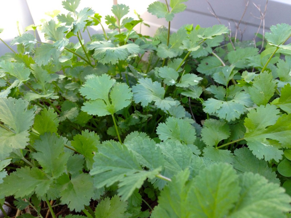 closeup of coriander leaves