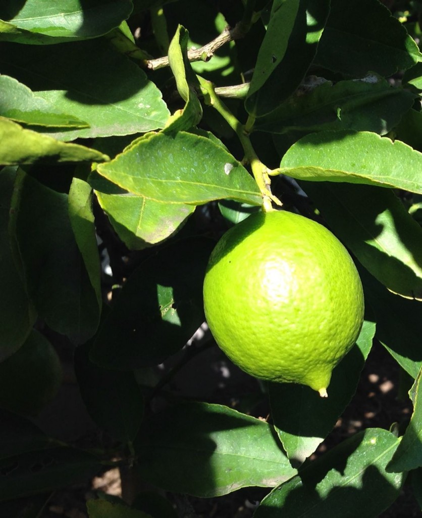 lime hanging from tree
