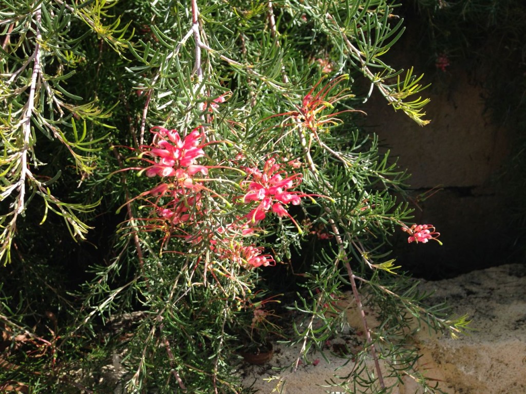 closeup of red flowering grevillea bush